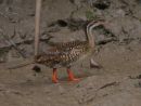 African Finfoot
