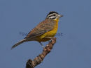 Brown-rumped Bunting