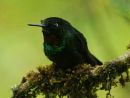 Tourmaline Sunangel