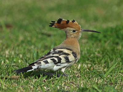 Hoopoe