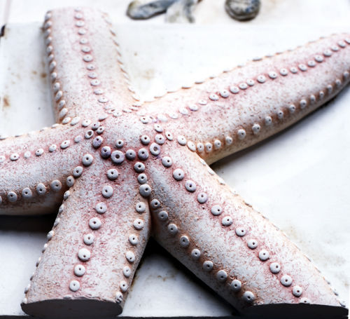 Starfish detail from 