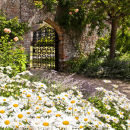 BG_02 Moon Daisies at the Gate NEW!