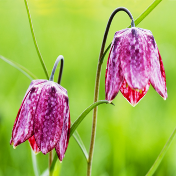 B_01 Springtime Couple