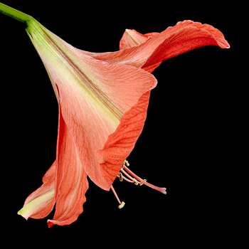 B_02 Amaryllis