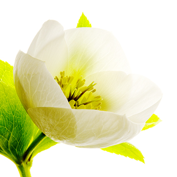 B_04 Lenten Rose