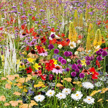B_05 A Riot of Colour