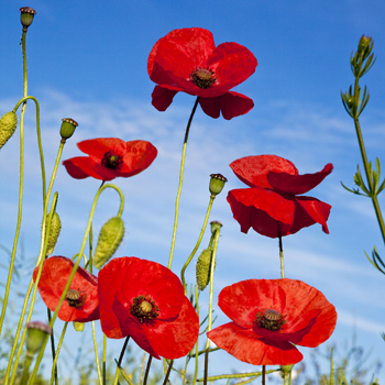 B_12 Corn Poppies