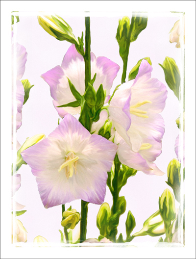 Campanula