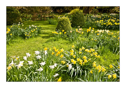 C Daffodil Delight