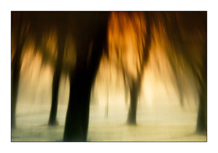 Dreamwood