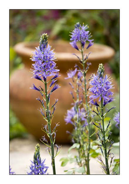 Abbey House Gardens - Camassia esculenta