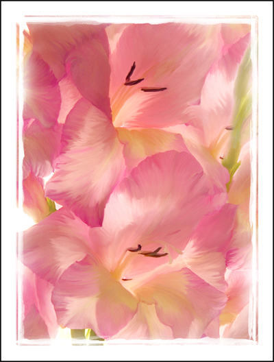 Gladiolus