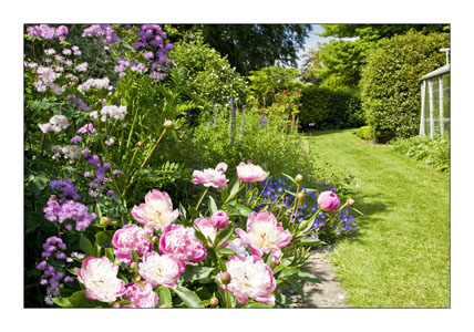 C Peony Profusion