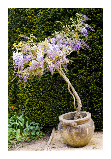 Abbey House Gardens Potted Wisteria 