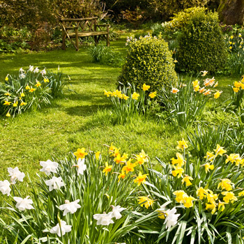 WG_05 Daffodil Delight