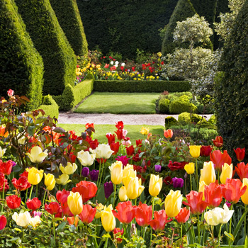 WG_08 Tulipmania
