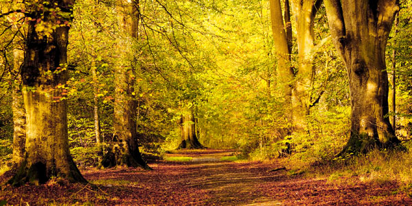 WL_17P An Autumn Walk