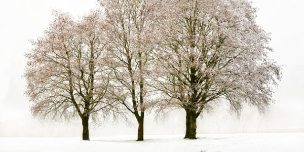 WL_19P Frosty Three
