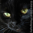 Velvet the Cat