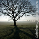 Backlit Tree