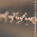 Frozen