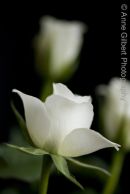 Fine Art Prints Available Through PhotoDimension