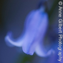 Abstract Bluebell