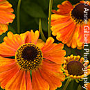 Helenium autumnale