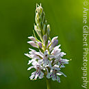 Common Spotted Orchid