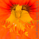Mouth of the Nasturtium