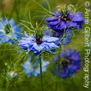 Blue Mist