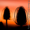 Setting teasels