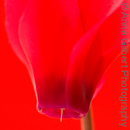 Simply Red