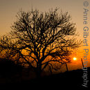 Sunset Tree
