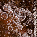 Bubbles