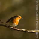 Robin