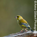 Greenfinch