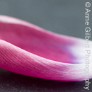 Tulip Boat