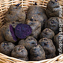 Deep Purple