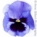 Pansy Face