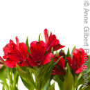 Alstroemeria
