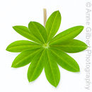 Lupin Leaf