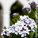 Perennial Honesty