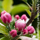 Apple Blossom