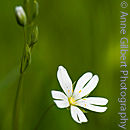 Greater Stitchwort