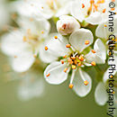 St Lucie Cherry Blossom