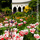 Rococo Blooms