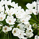 White Alliums