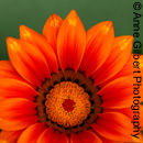Gazania Rising