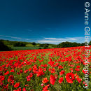 Poppy Field